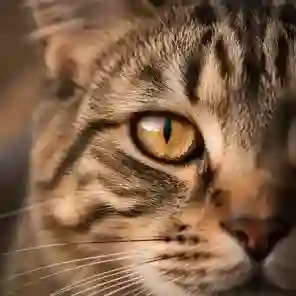 Close-up of a rescued cat amber eye macro photograph